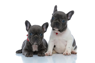 Two focused French bulldog cubs looking away focused