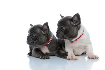 Two eager French bulldog cubs curiously looking to the side