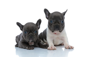 Two focused French bulldog puppies curiously looking away