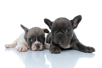 Two cool French bulldog cubs relaxing and resting