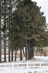 Bare Trees lined up in winter