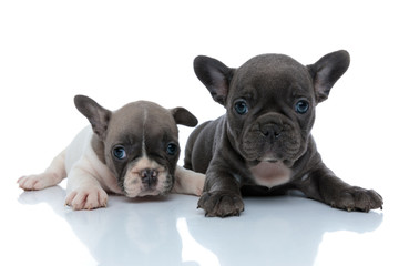 Two focused French bulldog puppies curiously looking forward