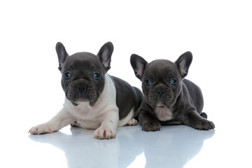 Two cheerful French bulldog cubs curiously looking forward