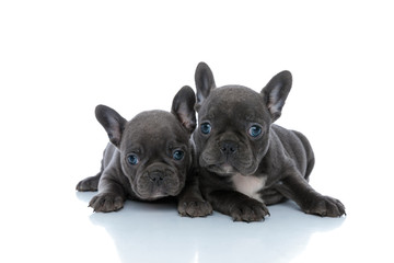 Two cute French bulldog puppies looking forward