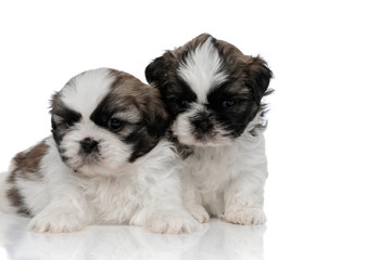 Bothered Shih Tzu puppies looking forward and frowning