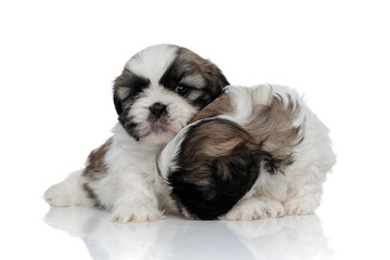 Curious Shih Tzu puppy sniffing and searching beside his sibling