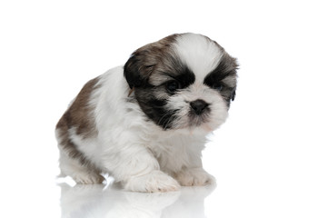 Shy Shih Tzu puppy walking