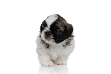 Tough Shih Tzu puppy walking and looking away