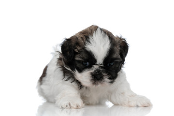Bothered Shih Tzu cub looking forward and frowning