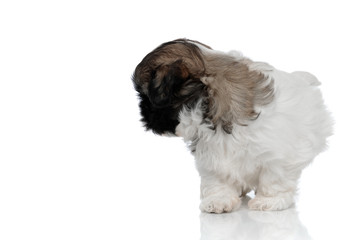Curious Shih Tzu puppy stepping and looking behind