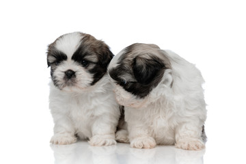 Shy Shih Tzu cubs embracing each other
