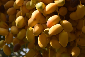 closeup new fresh nutrition sweet fruit dates yellow color in garden