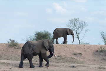 Obraz premium Elephant in the wilderness, African Elephant in the wilderness