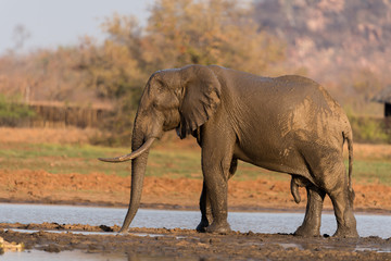 Fototapeta premium Elephant in the wilderness, African Elephant in the wilderness
