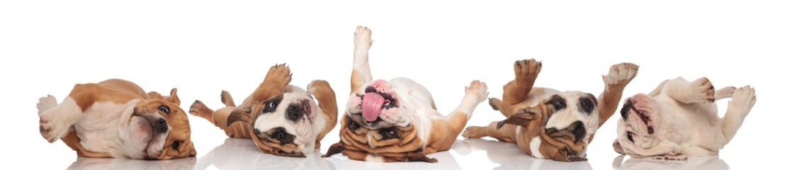 Obraz premium Four clumsy English Bulldogs rolling on back and panting