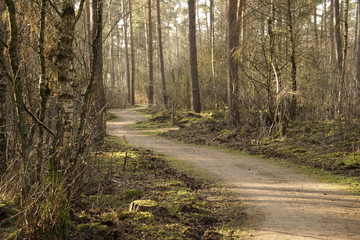 Wanderweg im Wald