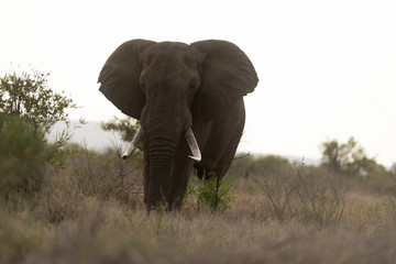 Obraz premium Elephant in the wilderness, African Elephant in the wilderness