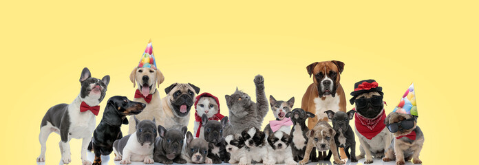 team of different animals on yellow background