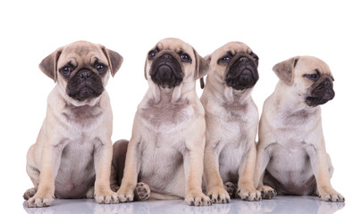 team of four pugs sitting on white background