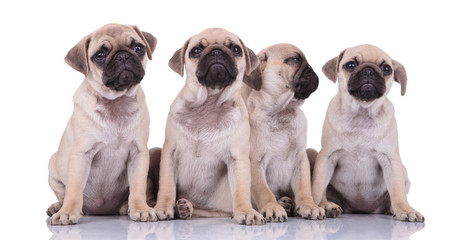 family of adorable pugs sitting on white background