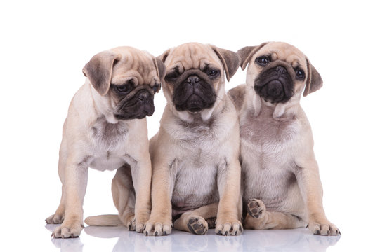 team of three adorable pugs sitting on white background
