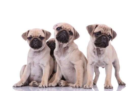 familiy of four cute pugs sitting on white background