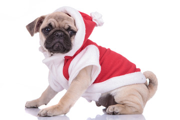 cute pug wearing christmas costume on white background