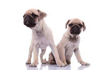 team of two dogs looking curious on white background