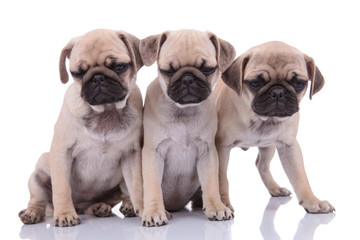 family of pugs looking down on white background