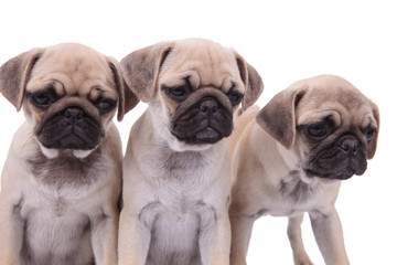 family of three pugs on white background