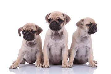 family of three pugs looking to side on white background