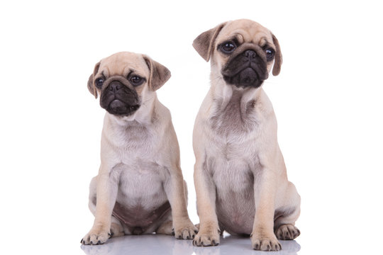 team of two pugs sitting isolated on white background