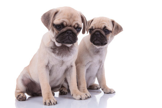 couple of two pugs sitting isolated on white background