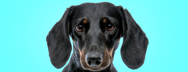 cute little teckel dachshund puppy dog looking amazed
