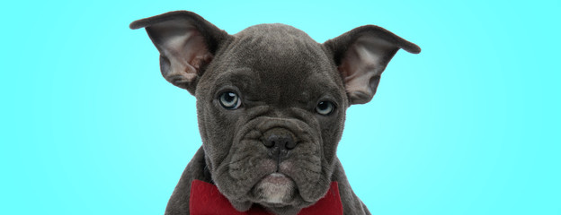 elegant little american bully puppy dog wearing red bowtie