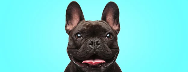 Poster close-up van een schattige Franse bulldog-puppy die er erg blij en enthousiast uitziet © Viorel Sima