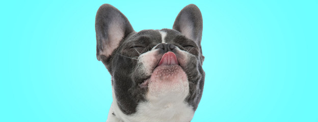 happy little french bulldog puppy is sticking out its tongue with eyes closed - obrazy, fototapety, plakaty