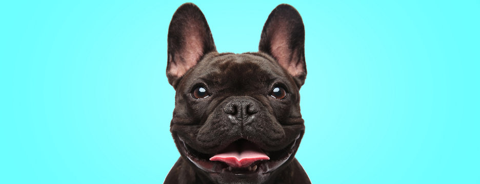 closeup of an adorable french bulldog puppy dog looking very happy and eager