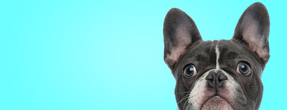 closeup picture of a surprised french bulldog puppy