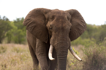 Naklejka na ściany i meble Elephant in the wilderness, African Elephant in the wilderness
