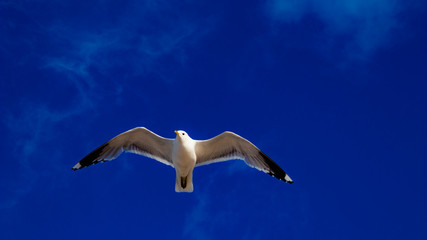 gull