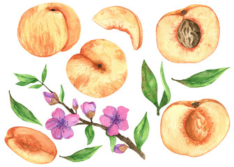 Watercolor hand drawn set with peaches.  Watercolor peach set. Summer fruits illustration.