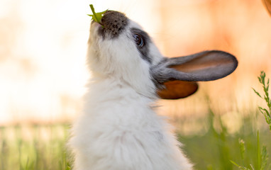 rabbit on spring nature in the grass