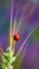 ladybug