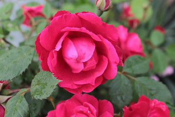 Red wattle rose blooms in the park.