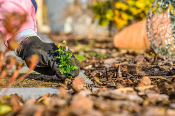In spring, a woman removes weeds that have grown in the joints of the path. Concept: gardening and spring cleaning