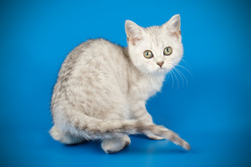 Obraz premium Kot szkocki krótkowłosy na kolorowym tle