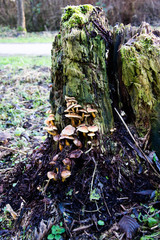 Mushrooms on the side of a old tree