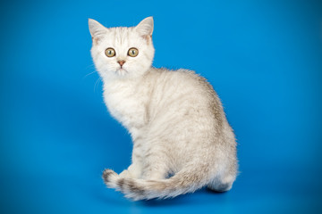 Scottish straight shorthair cat on colored backgrounds