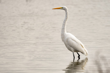 great blue heron in water
